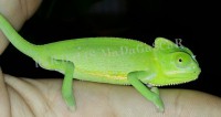 Calyptratus