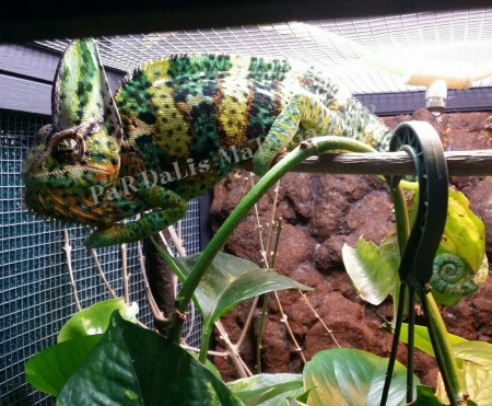 CALYPTRATUS "CRESTY"